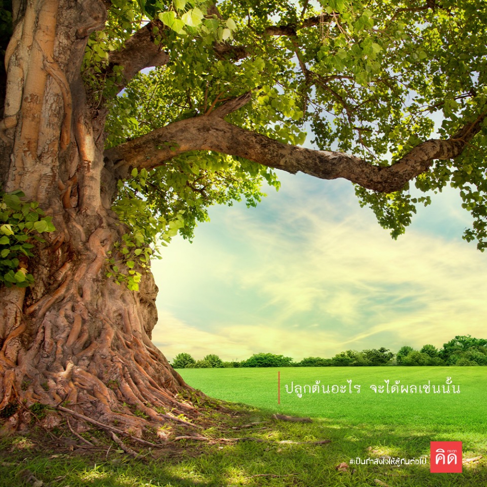 ปลูกต้นอะไร จะได้ผลเช่นนั้น  🌳🌲🍀 .